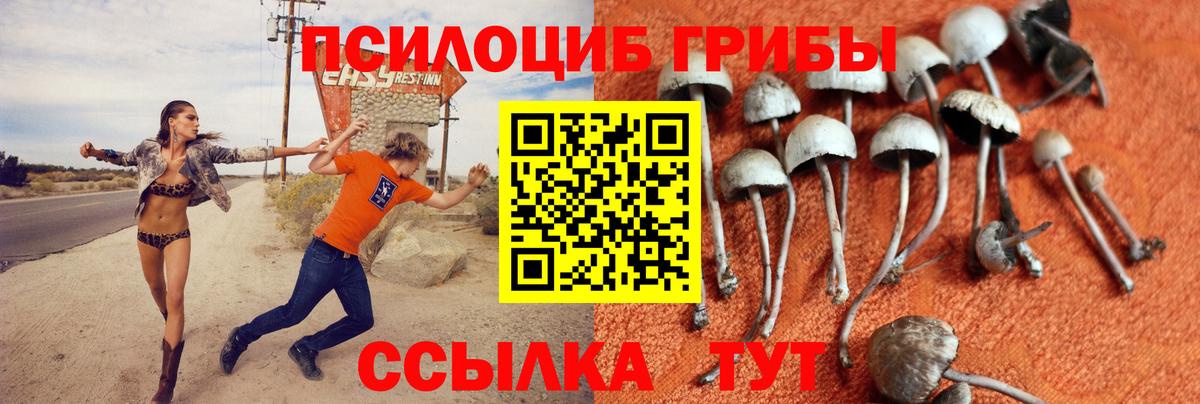 Псилоцибиновые грибы Psilocybe  Вход с VPN  Кизляр 